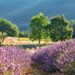 shogun nature 3628233 1280