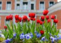 sinousxl flower bed 7985746 1280