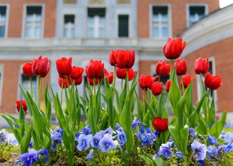 sinousxl flower bed 7985746 1280