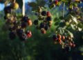 strickers blackberries 3499218 1280