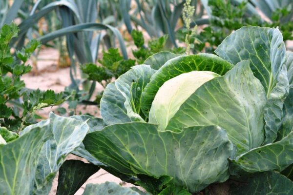 utroja0 cabbage 2633033 1280