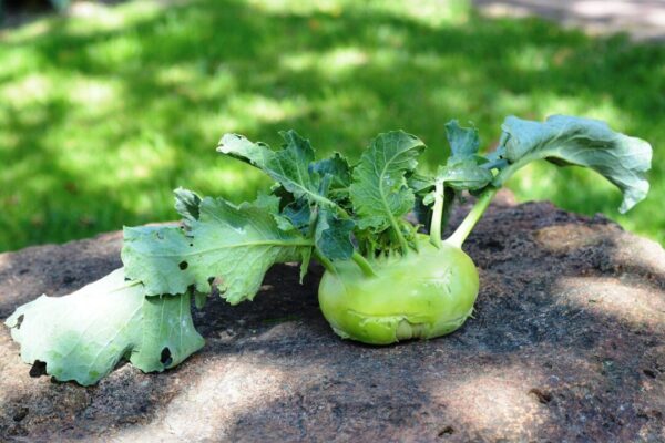 utroja0 kohlrabi 1581990 1280