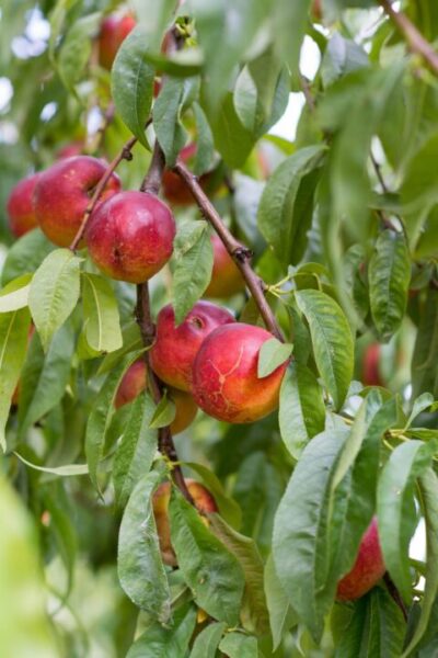 utroja0 nectarine 4494824 1280