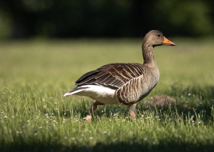 wzdigiphoto goose 5342430 1280