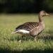 wzdigiphoto goose 5342430 1280