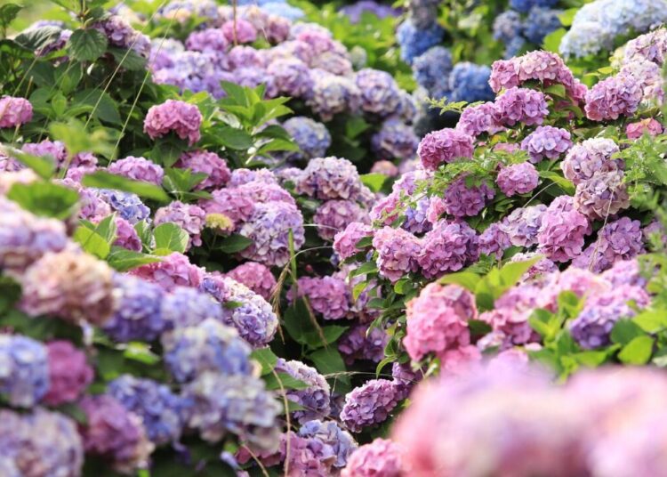 yaaaaahiko hydrangeas 7065907 1280