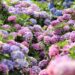 yaaaaahiko hydrangeas 7065907 1280