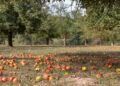 13156007 apples 4461402 1280