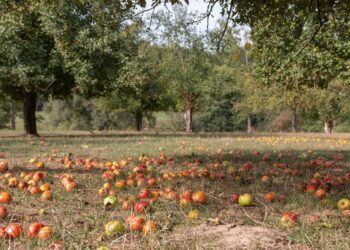 13156007 apples 4461402 1280