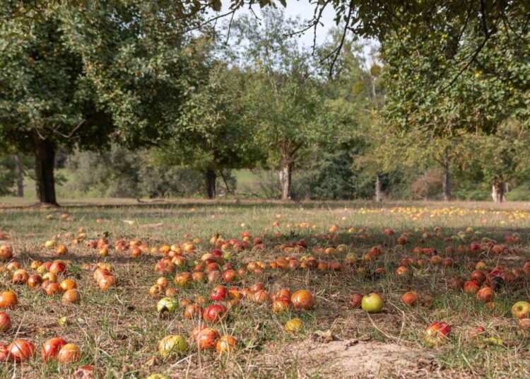 13156007 apples 4461402 1280