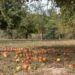 13156007 apples 4461402 1280