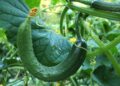 aggies cucumber 1681504 1280