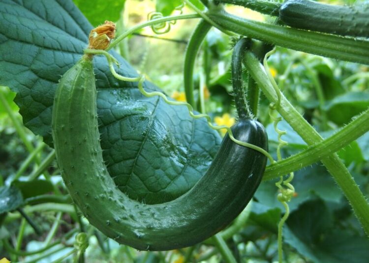 aggies cucumber 1681504 1280
