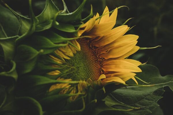 akirevarga sunflower 8111909 1280