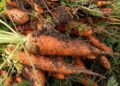 alexey hulsov carrot 551661 1280