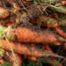 alexey hulsov carrot 551661 1280