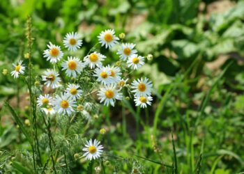 alicja chamomile 3448742 1280
