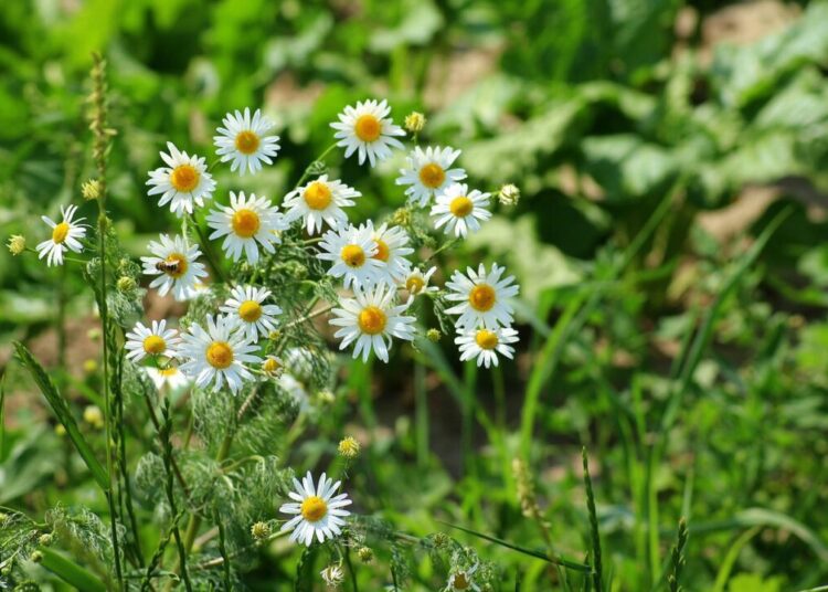 alicja chamomile 3448742 1280