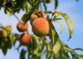 alicja peaches 3529802 1280
