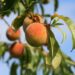 alicja peaches 3529802 1280