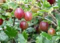 alsen gooseberry 385445 1280