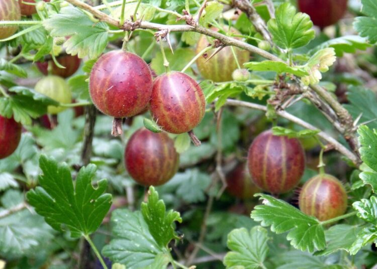 alsen gooseberry 385445 1280