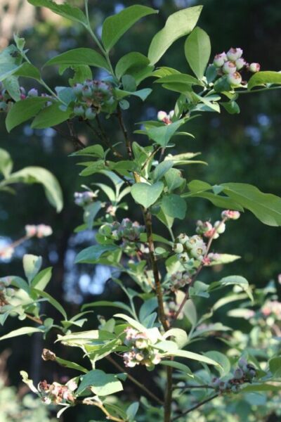 boruvky ansonberries turning 697929 1280