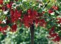artellliii72 red currant 7331725 1280