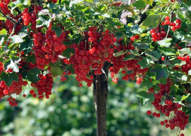 artellliii72 red currant 7331725 1280