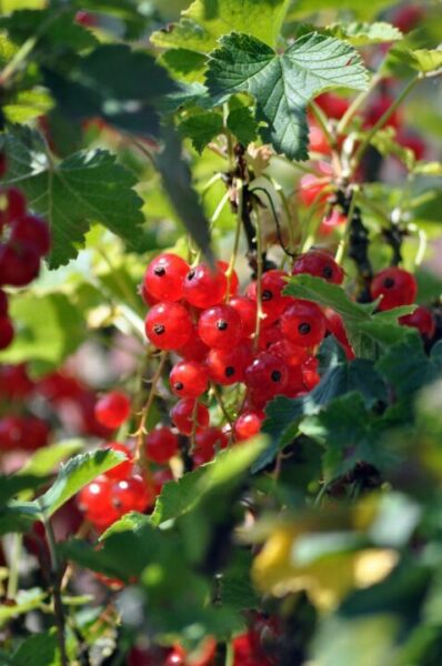 artellliii72 redcurrants 7337363 1280