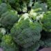 auntmasako broccoli 1630519 1280
