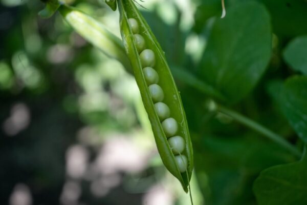 hrasek bazela vegetable 7270551 1280