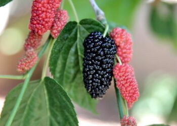 begonvilliev mulberry 5092327 1280
