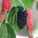begonvilliev mulberry 5092327 1280