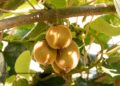 bulgarianf kiwi 6579961 1280
