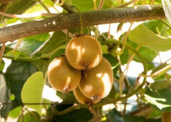 bulgarianf kiwi 6579961 1280
