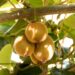 bulgarianf kiwi 6579961 1280