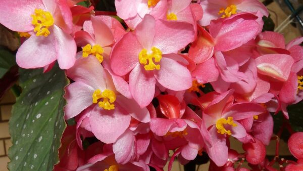 buntysmum begonia 2843561 1280 buntysmum begonia 2843561 1280