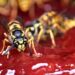 claudiawollesen wasp 8227088 1280