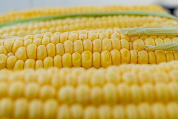 coernl corn 5199393 1280
