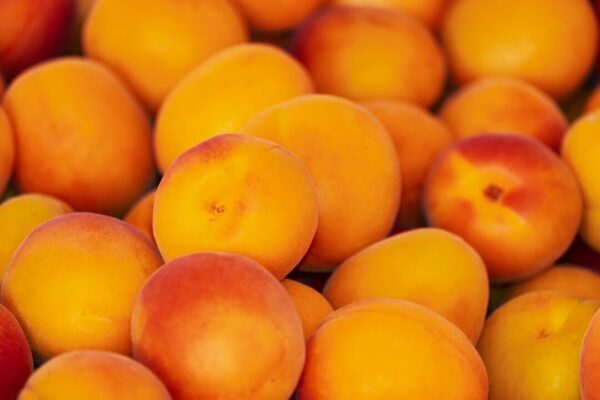 merunky couleur apricots 3433818 1280