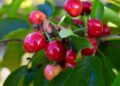 couleur cherries 3438599 1280