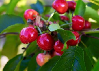 couleur cherries 3438599 1280