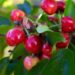 couleur cherries 3438599 1280