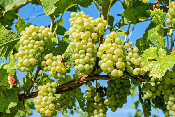 couleur grapes 2656259 1280
