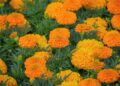 couleur marigold 10346886 1280