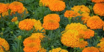 couleur marigold 10346886 1280