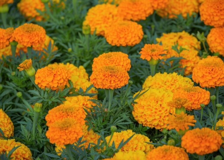 couleur marigold 10346886 1280