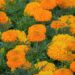 couleur marigold 10346886 1280