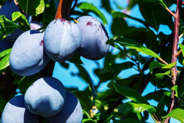 couleur plums 3633456 1280